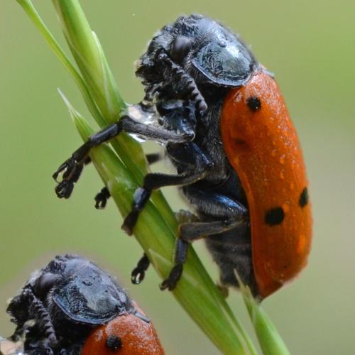 Lachnaia pubescens